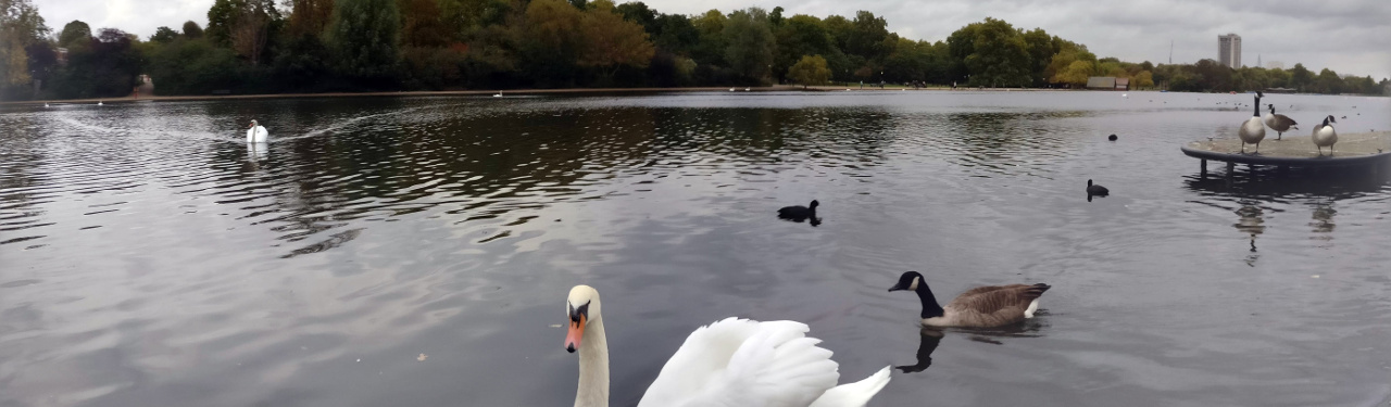 Swans in the Serpentine, Hyde Park